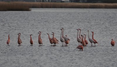 flamingo - flamingo
