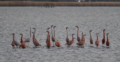 Birds 2011 various