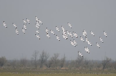 kluut - avocet