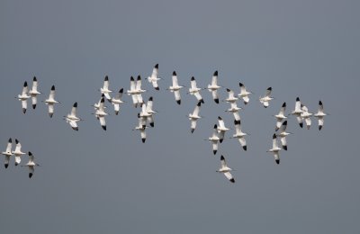 kluut - avocet