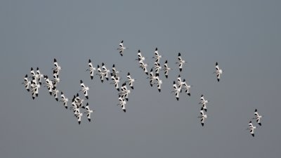 kluut - avocet