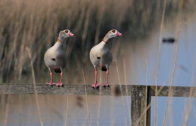nijlgans - Egyptian goose