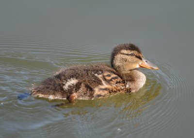 wilde eend  - mallard