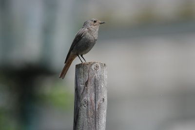 zwarte roodstaart - black redstart
