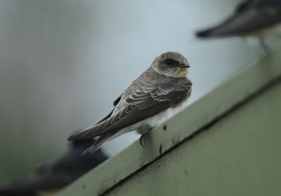 oeverzwaluw - sand martin