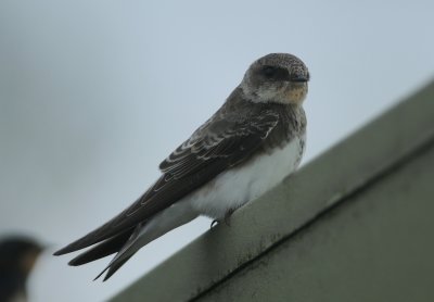 Birds 2011 various