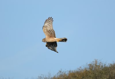 Hen harrier Texel 22-10-2011