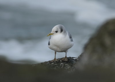 Birds 2011-2