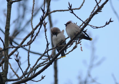 pestvogel - bohemian waxwing