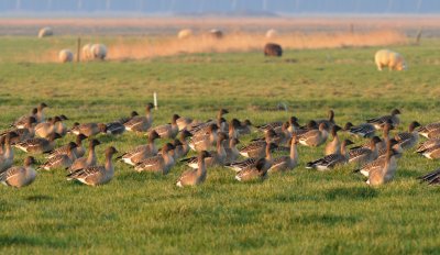 toendrarietgans - tudra bean goose