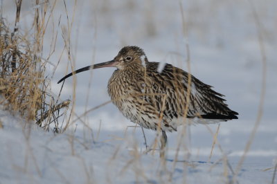 Birds 2012-1