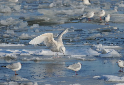 grote burgermeester - glaucous gull