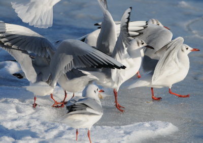 kokmeeuw - black-headed gull