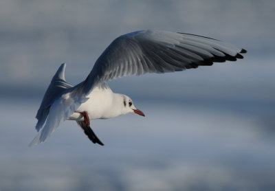kokmeeuw - black-headed gull