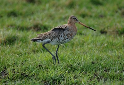 grutto - black-tailed godwit