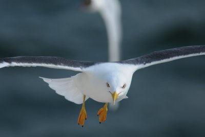 kleine mantelmeeuw - lesser black-backed gull