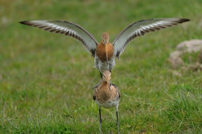 grutto - black-tailed godwit