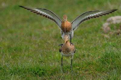 grutto - black-tailed godwit