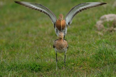grutto - black-tailed godwit