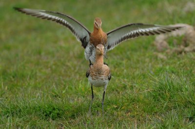 grutto - black-tailed godwit