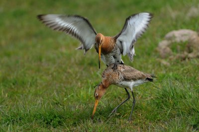 grutto - black-tailed godwit