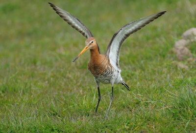 grutto - black-tailed godwit