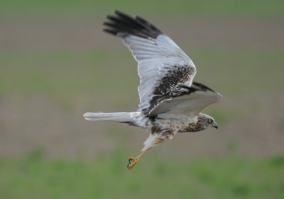 bruine kiekendief - marsh harrier