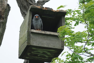 roodpootvalk - red footed falcon