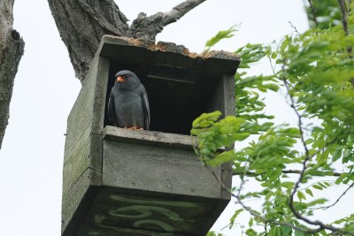 roodpootvalk - red footed falcon