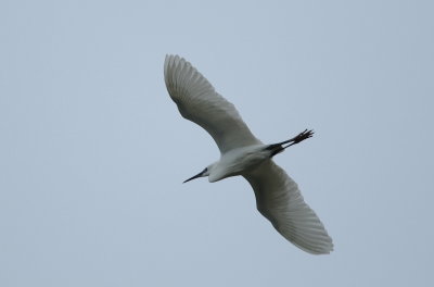 grote zilverreiger - great egret