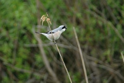 kleine klapekster - lesser grey shrike