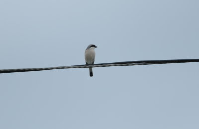 kleine klapekster - lesser grey shrike