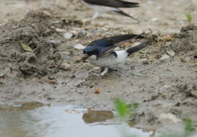 huiszwaluw - house martin