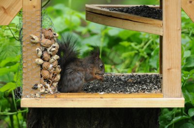 eekhoorn - squirrel