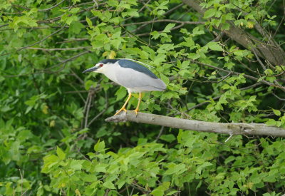 kwak - night heron