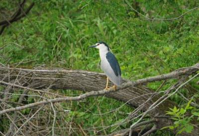 kwak - night heron