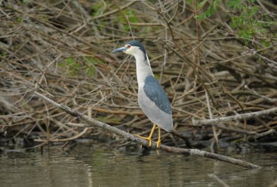 kwak - night heron