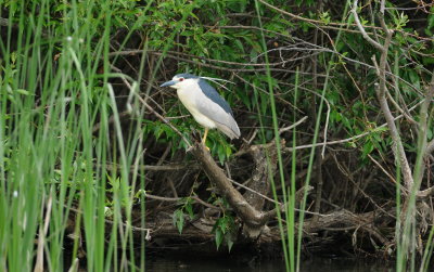 kwak - night heron