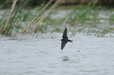 boerenzwaluw - barn swallow