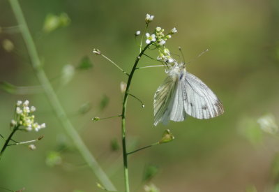 klein koolwitje - small white