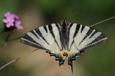 koningspage - scarce swallowtail