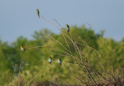 bijeneter - bee eater