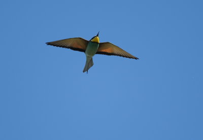 bijeneter - bee eater