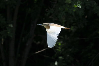 ralreiger - squacco heron