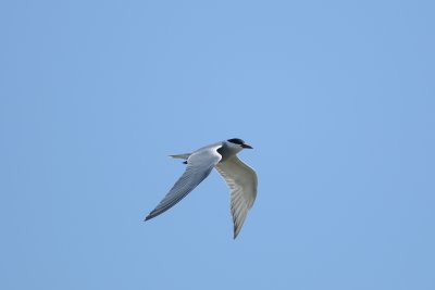 witwangstern - whiskered tern