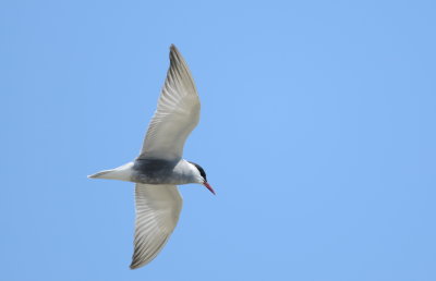 witwangstern - whiskered tern
