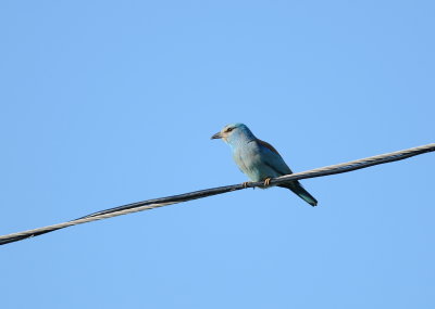 scharrelaar - roller