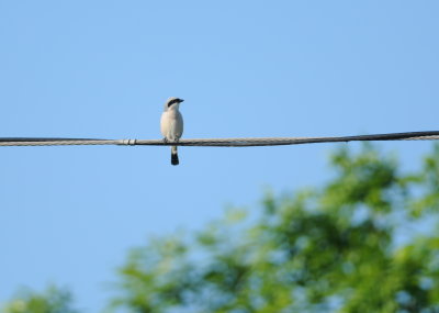 kleine klapekster - lesser grey shrike
