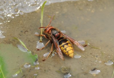 hoornaar - hornet