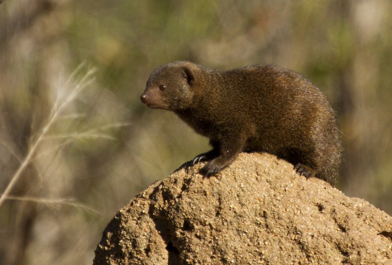 Dwarf Mongoose